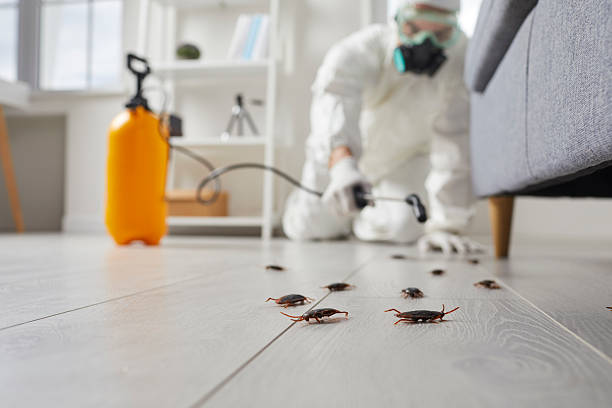Commercial Kitchen Cockroach Control in Alexander